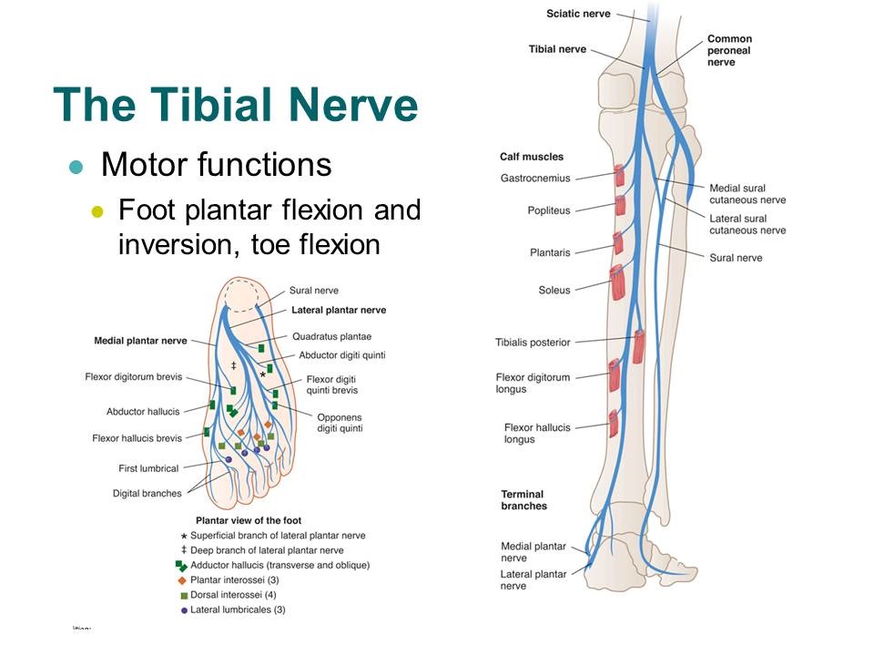 Tibial Nerve Injury : Cause, Symptom, Diagnosis , Physiotherapy