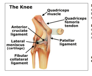 knee joint consists of which three compartments