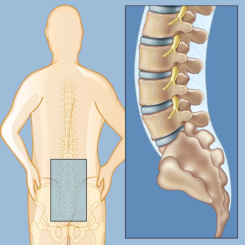 Lower Back Bones Diagram / 27 Diagram Of Back Muscles - Wiring Diagram
