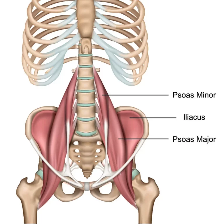 Iliopsoas Muscle Anatomy: Know Your Muscles