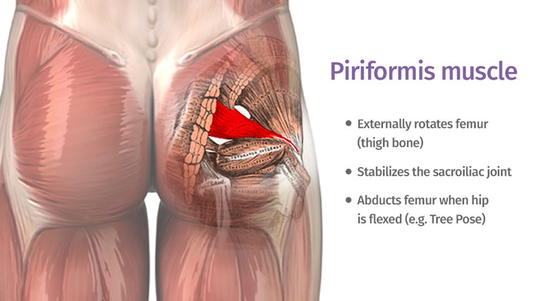 Piriformis muscle : Anatomy, Function, Exercise