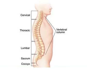 Back Anatomy
