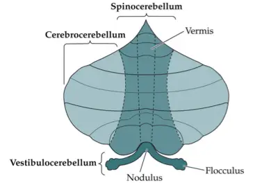 Types of cerebellum