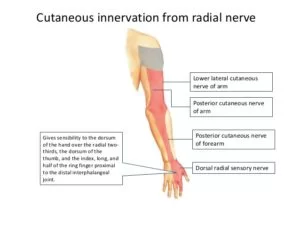 Sensory Area Of Radial Nerve