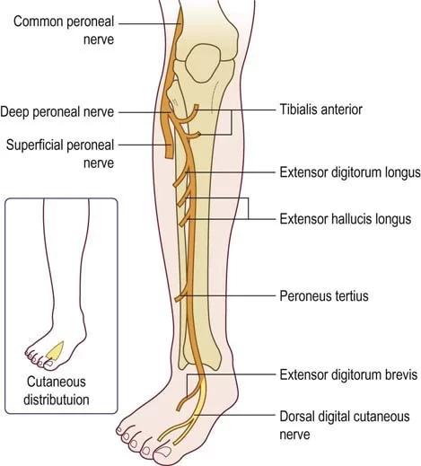 Branches of peroneal nerve
