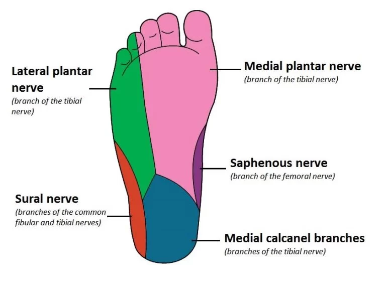 Branches of tibial nerve