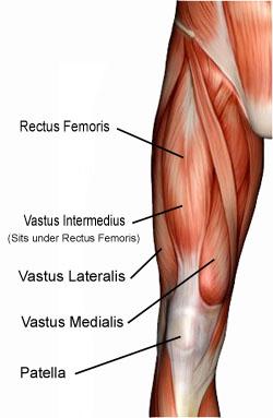 quadriceps muscle 