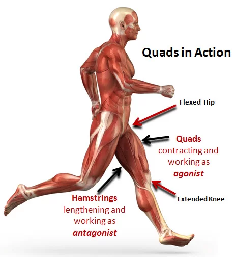 Quadriceps Action During Running