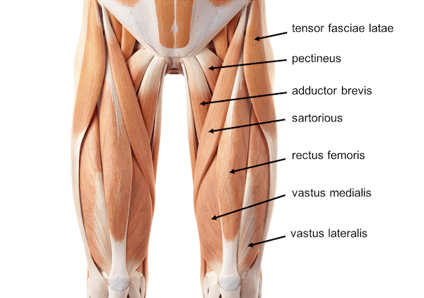 Quadriceps Muscle Functions
