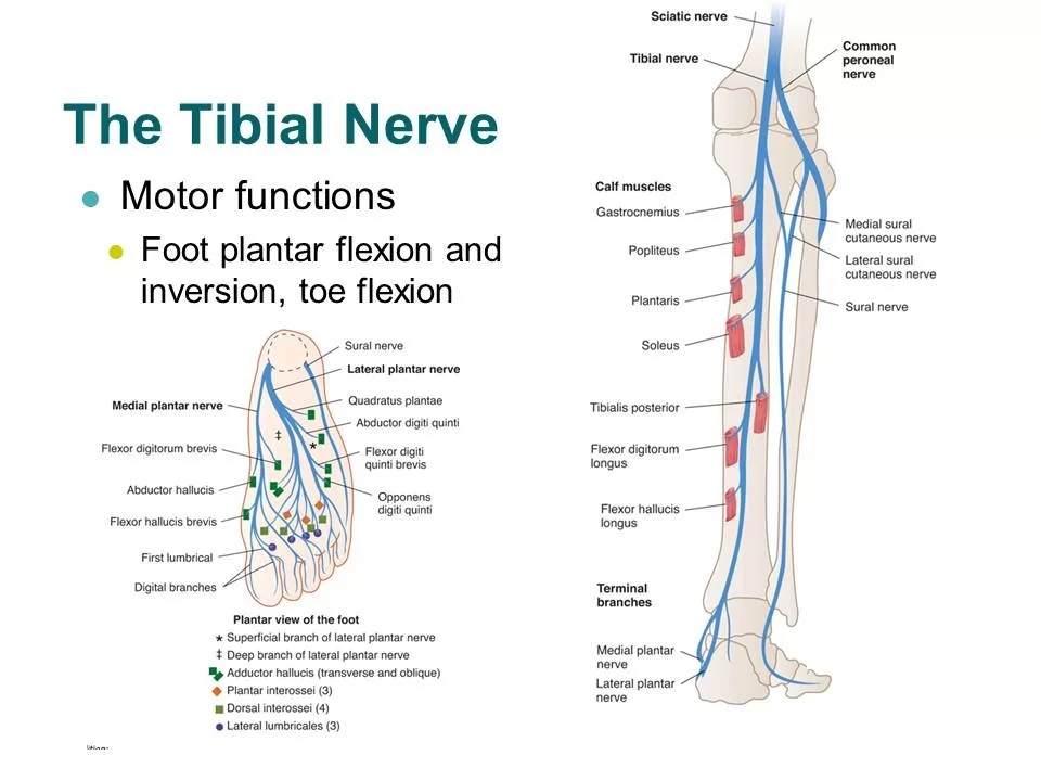 Tibial nerve Anatomy