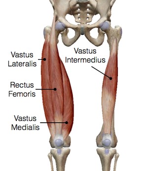 Vastus lateralis muscle: Origin, Insertion, Function, Exercise
