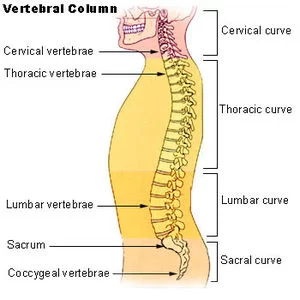 Anatomy Of Spine – Vertebrae
