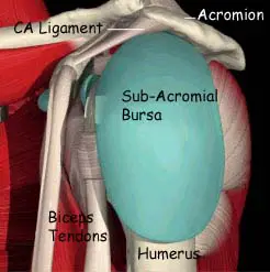 Anatomy of Glenohumaral joint