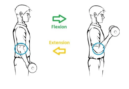 Elbow Flexion and Extension exercise