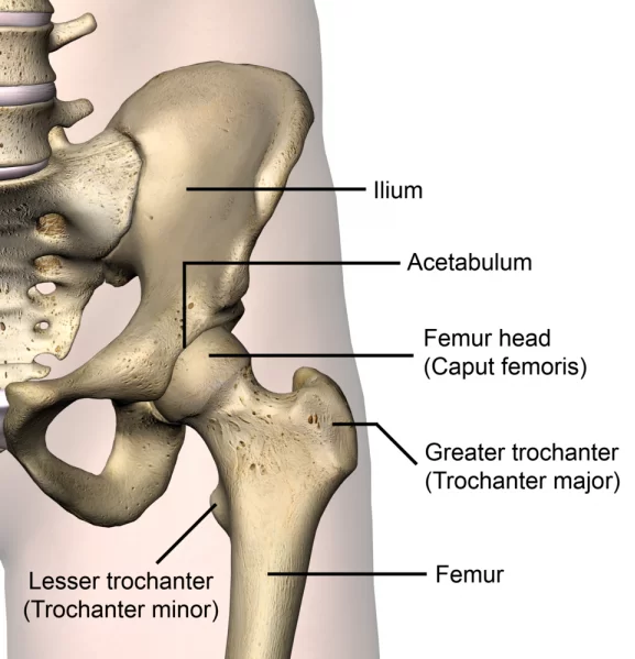Hip Joint: Anatomy, Movement, Function, Importance