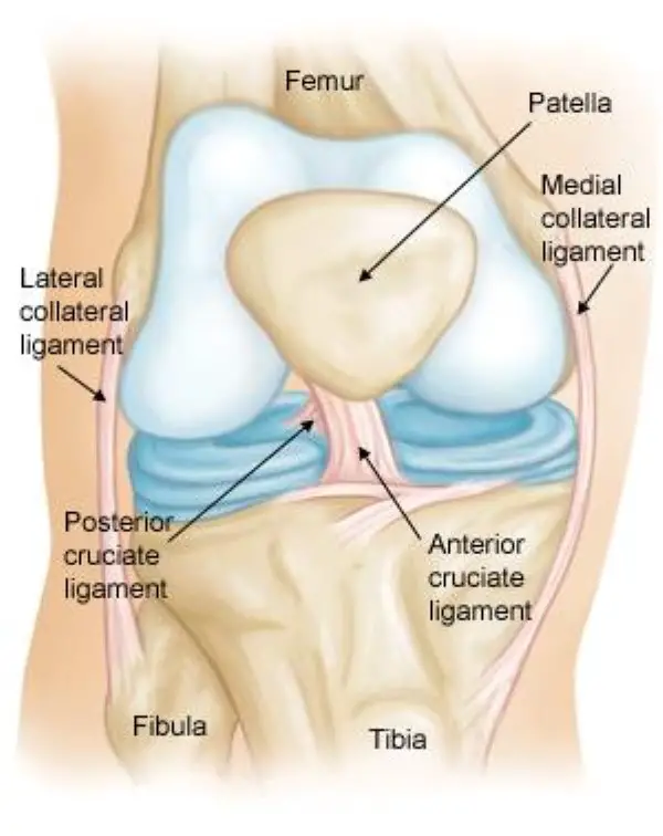 Knee Joint: It’s Important