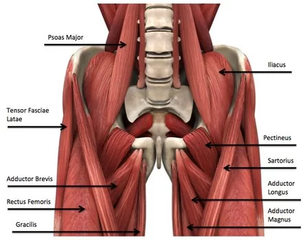 Muscle of hip joint