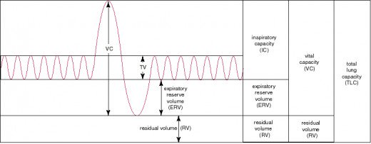 LUNG VOLUMES AND CAPACITIES