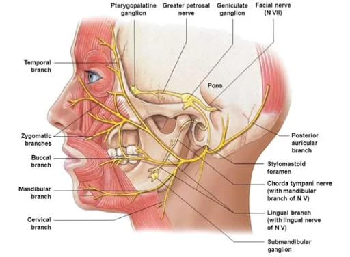 Facial Nerve Anatomy