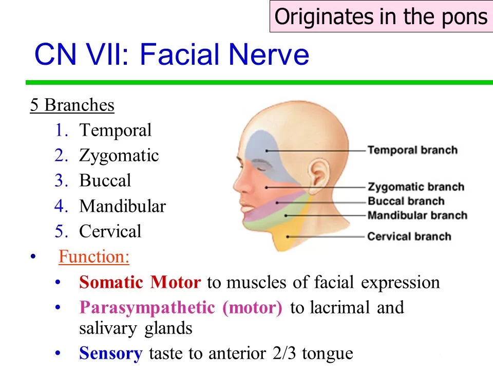 facial nerve palsy pathway