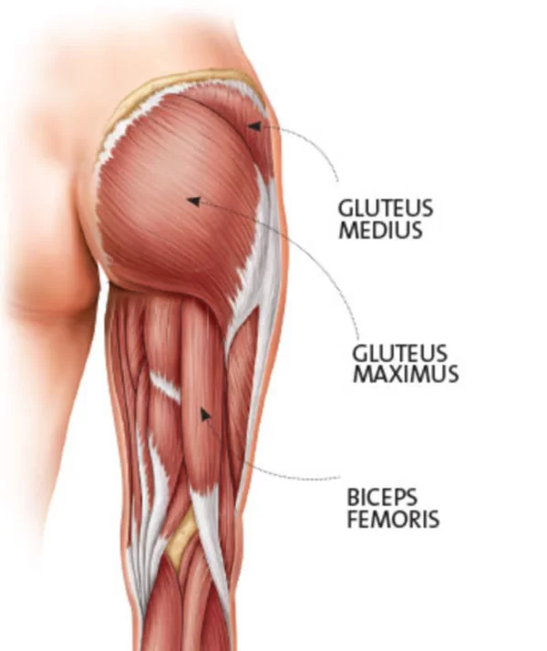 Gluteus muscle