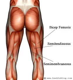 Hamstring Muscle: Anatomy And Exercise