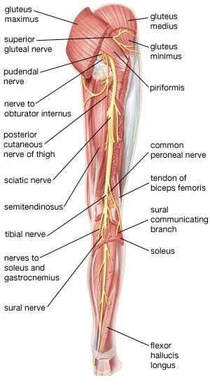 Innervation of Sciatic Nerve