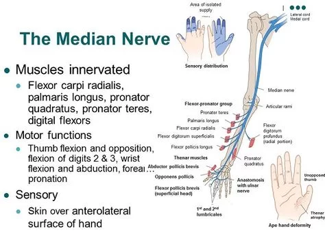 Median Nerve