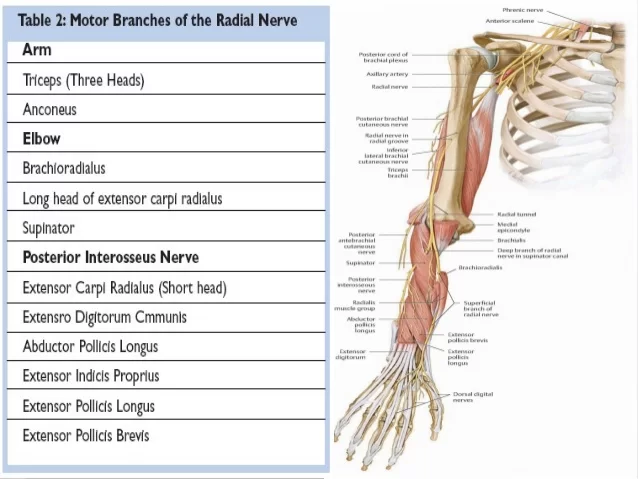 Motor Branches of Radial Nerve