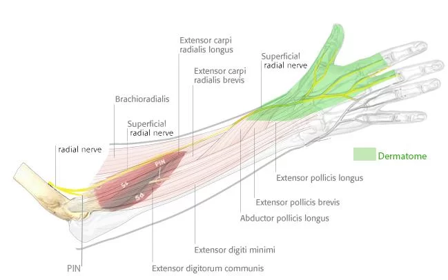 Radial Nerve Anatomy