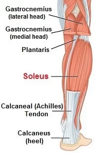 Soleus Muscle