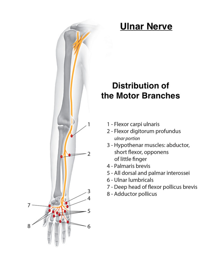 Function of Ulnar Nerve