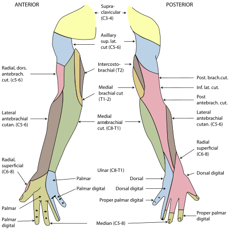 Structure of the ulnar nerve