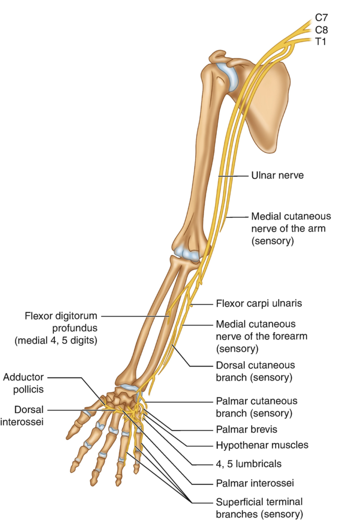 Anatomy Of Ulnar Nerve