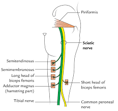 Sciatic Nerve anatomy