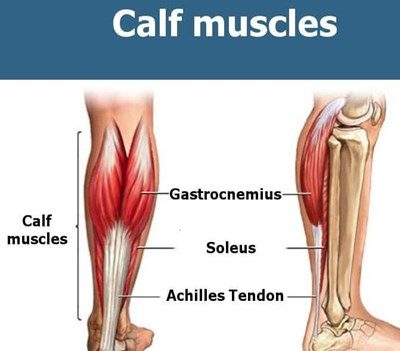 calf muscle : origin , insertion ,innervation & exercise