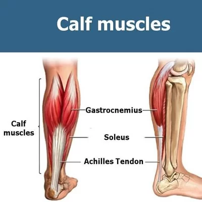 Calf Muscle Anatomy: Anatomy and Exercise