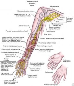 Median Nerve: Origin, Course, Branches & applied anatomy