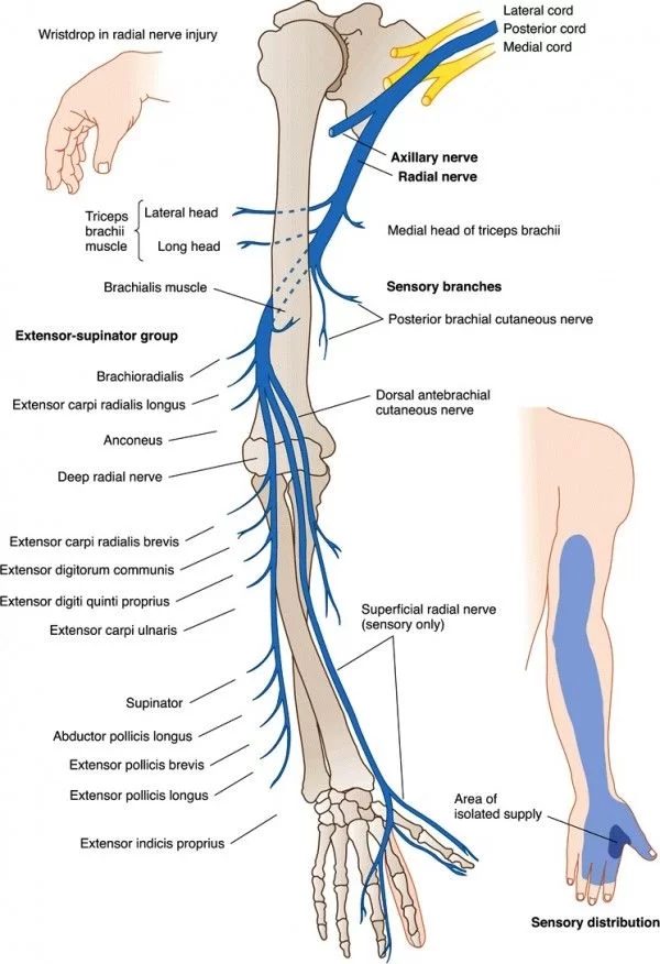 radial nerve branches