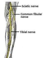 Sciatic Nerve Branches