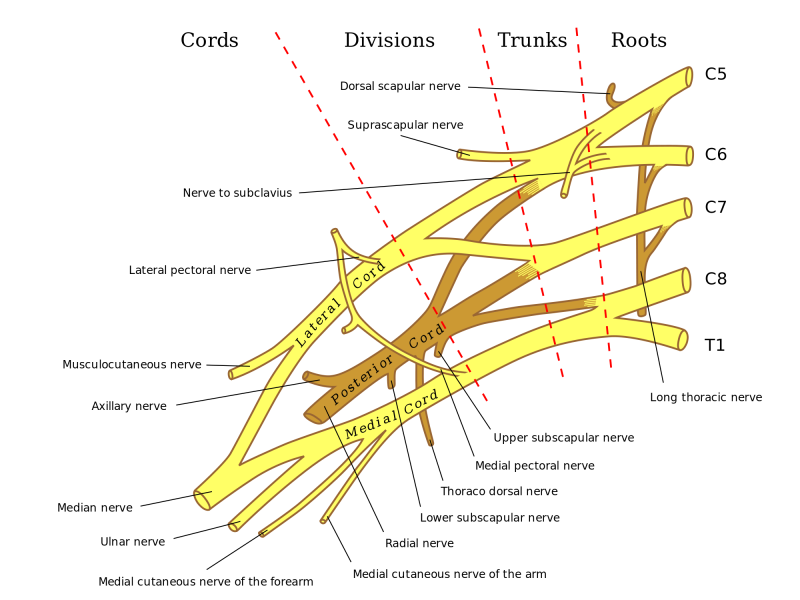 Anatomy of Ulnar Nerve
