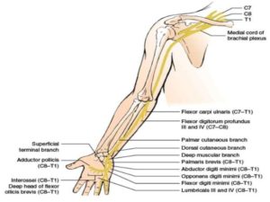 Ulnar nerve : orgin , course , branches & applied anatomy