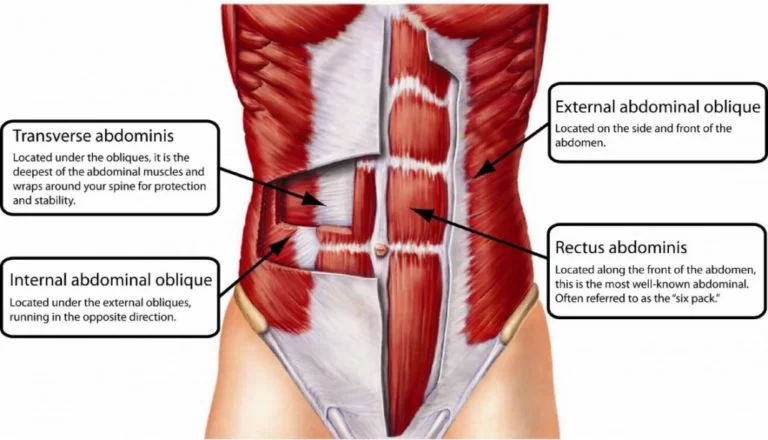 Abdominal Muscle – Anatomy and Exercise