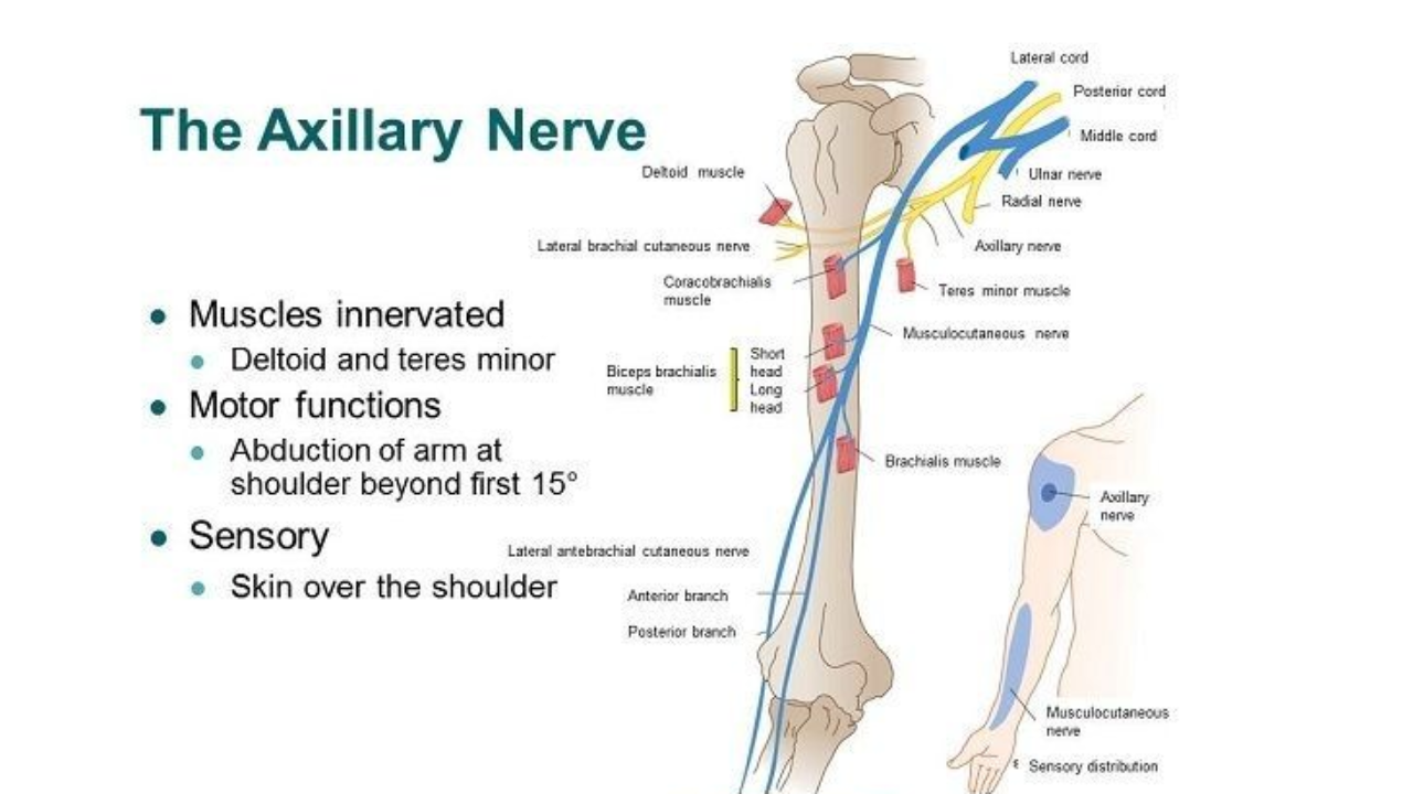 Axillary Nerve