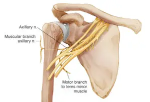 Anatomy Of Axillary Nerve