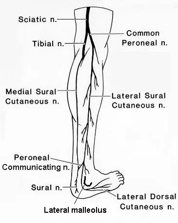 Anatomy of sural nerve