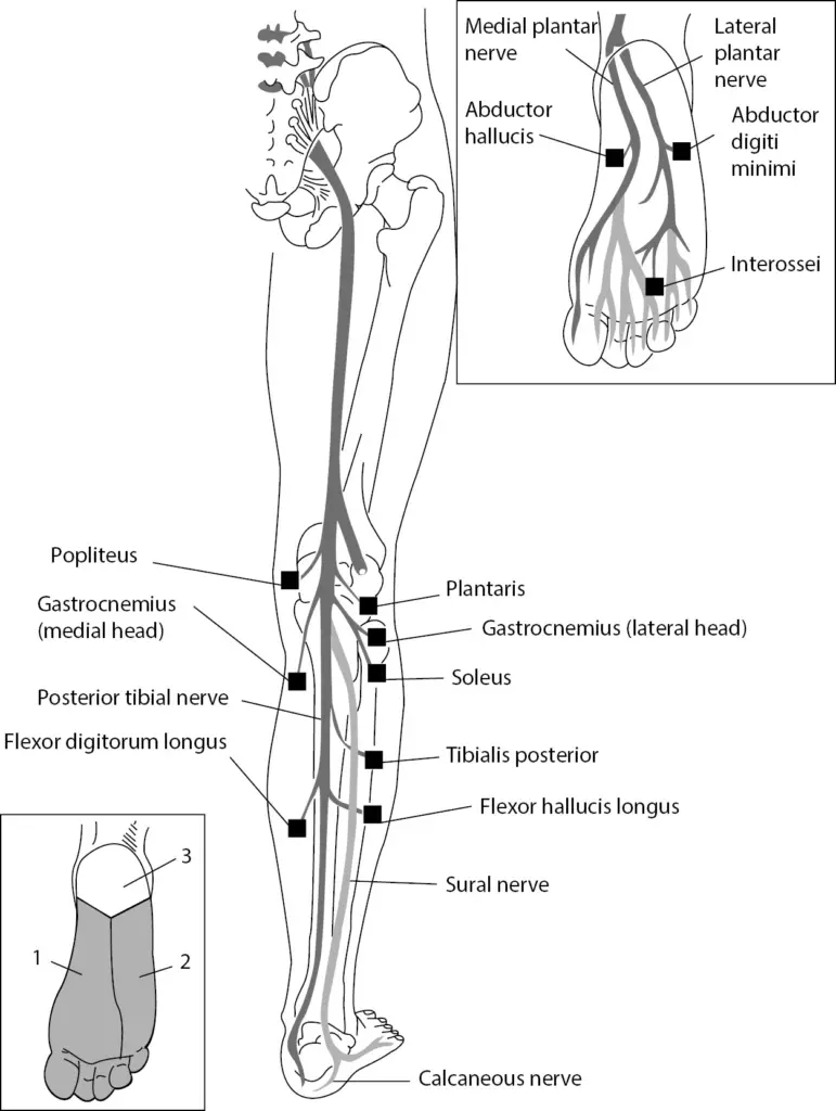 Anatomy of tibial Nerve