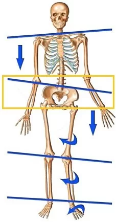 CHANGES IN LATERAL PELVIC TILT