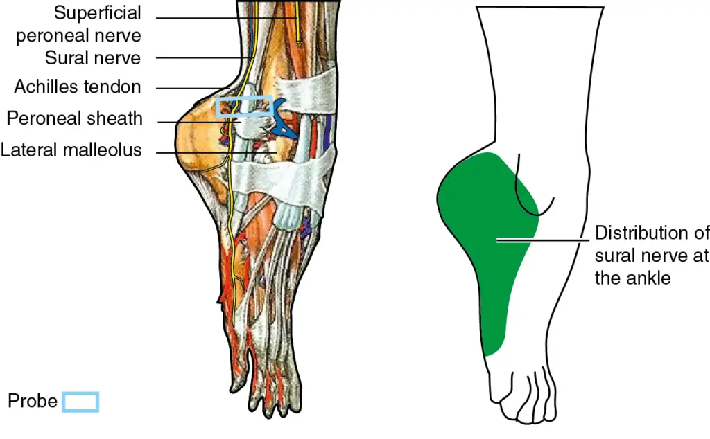 Distribution of Sural Nerve at Ankle