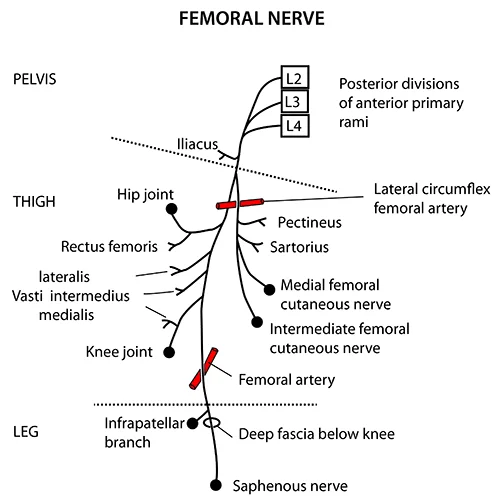 Femoral Nerve Pathway